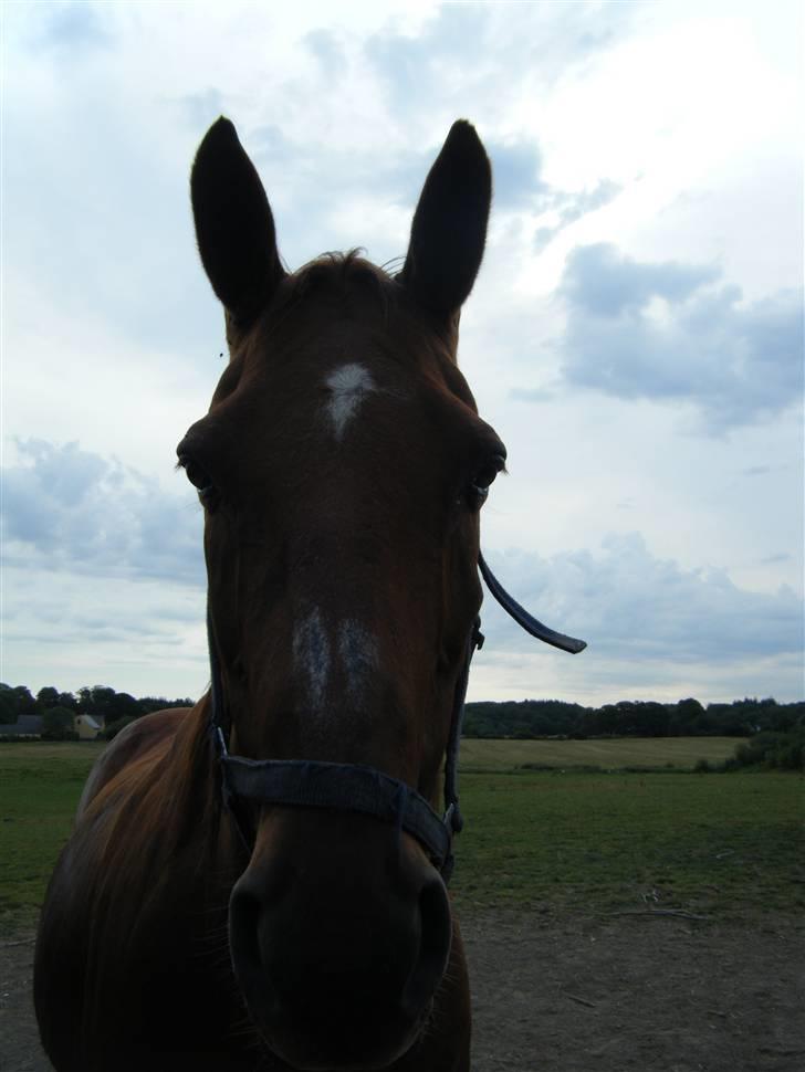 Anden særlig race Karego (Død) <3 - Her ser han så ikke særlig begavet ud :P billede 1