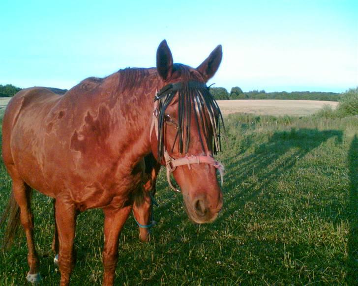 Anden særlig race Karego (Død) <3 - Han så lidt forpjusket ud den sommer :) men nu er han da pæn i pelsen igen.. billede 2