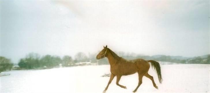 Anden særlig race Karego (Død) <3 - dejlig og løbe i sneen :P billede 4