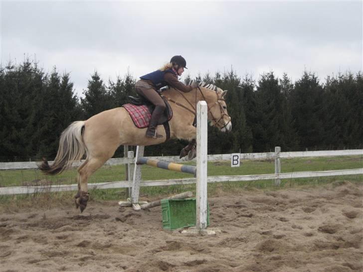 Fjordhest lotus(halsnæs)*solgt ;(!  - se hun nærmest flyver ! :D billede 6