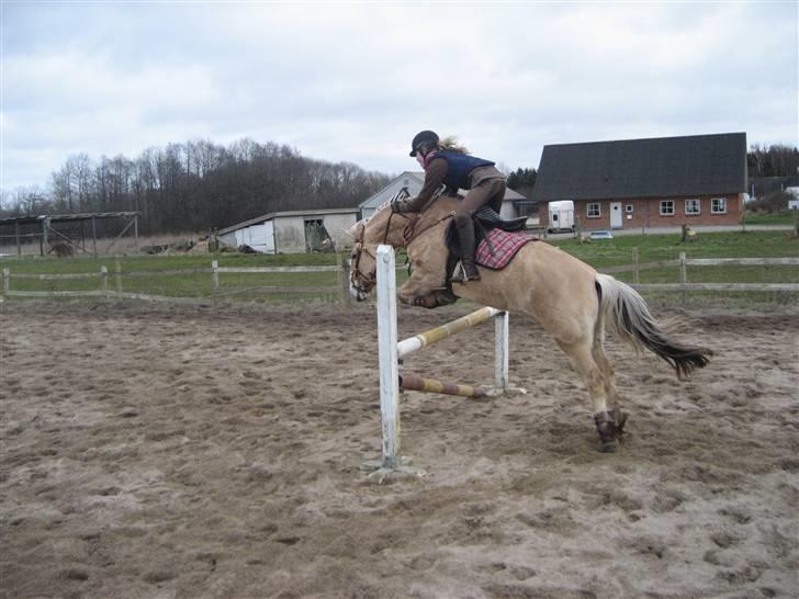 Fjordhest lotus(halsnæs)*solgt ;(!  - hopla! billede 7