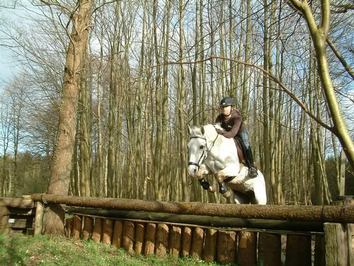 DSP sharon billede 3