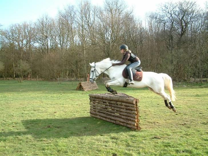 DSP sharon billede 4