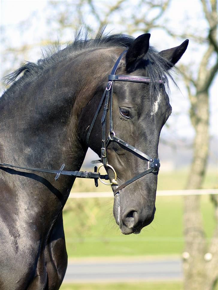 Dansk Varmblod Cæsar - min smukke cæsar billede 1