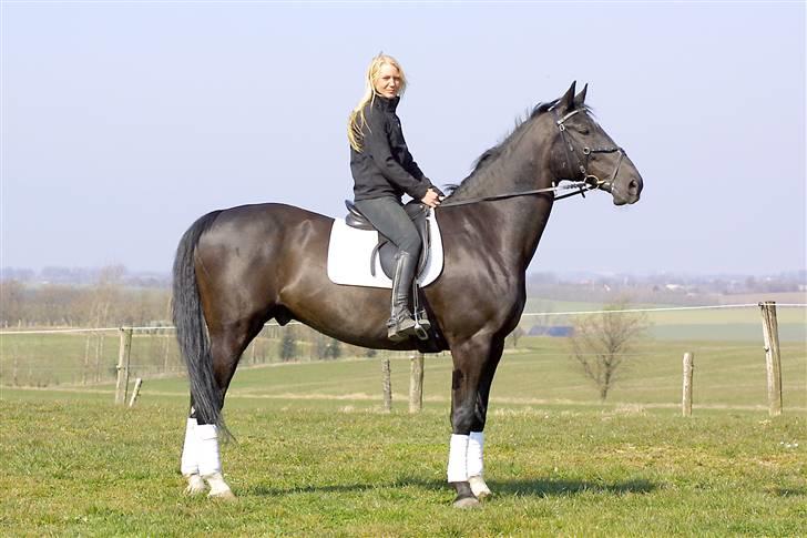 Dansk Varmblod Cæsar billede 2