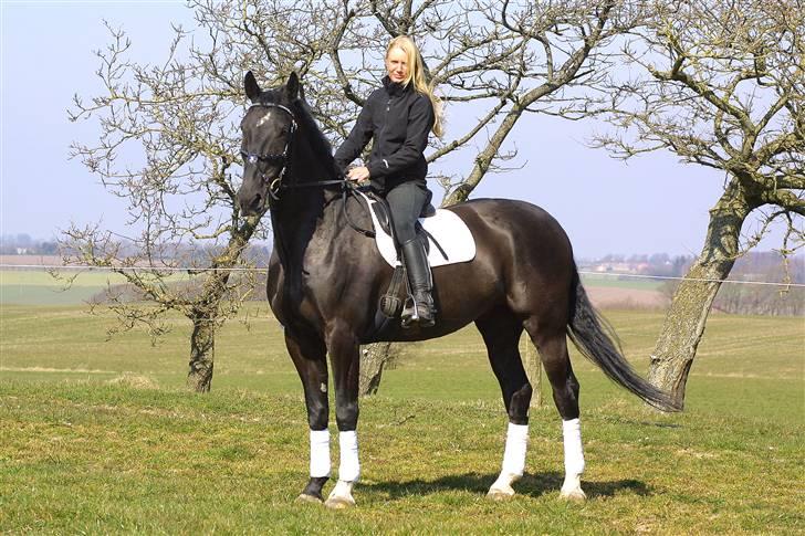 Dansk Varmblod Cæsar billede 3