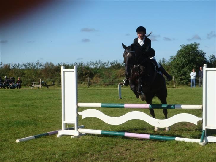 Dansk Varmblod Cæsar billede 4