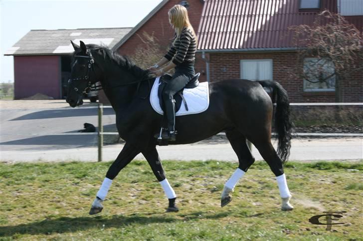 Dansk Varmblod Cæsar billede 5