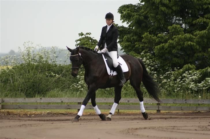 Dansk Varmblod Team Worlds Virginia *SOLGT* - 24 maj billede 3