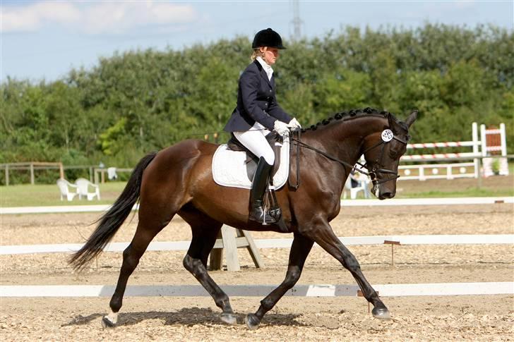 Dansk Varmblod Team Worlds Virginia *SOLGT* - 4 års championat 2008 billede 4