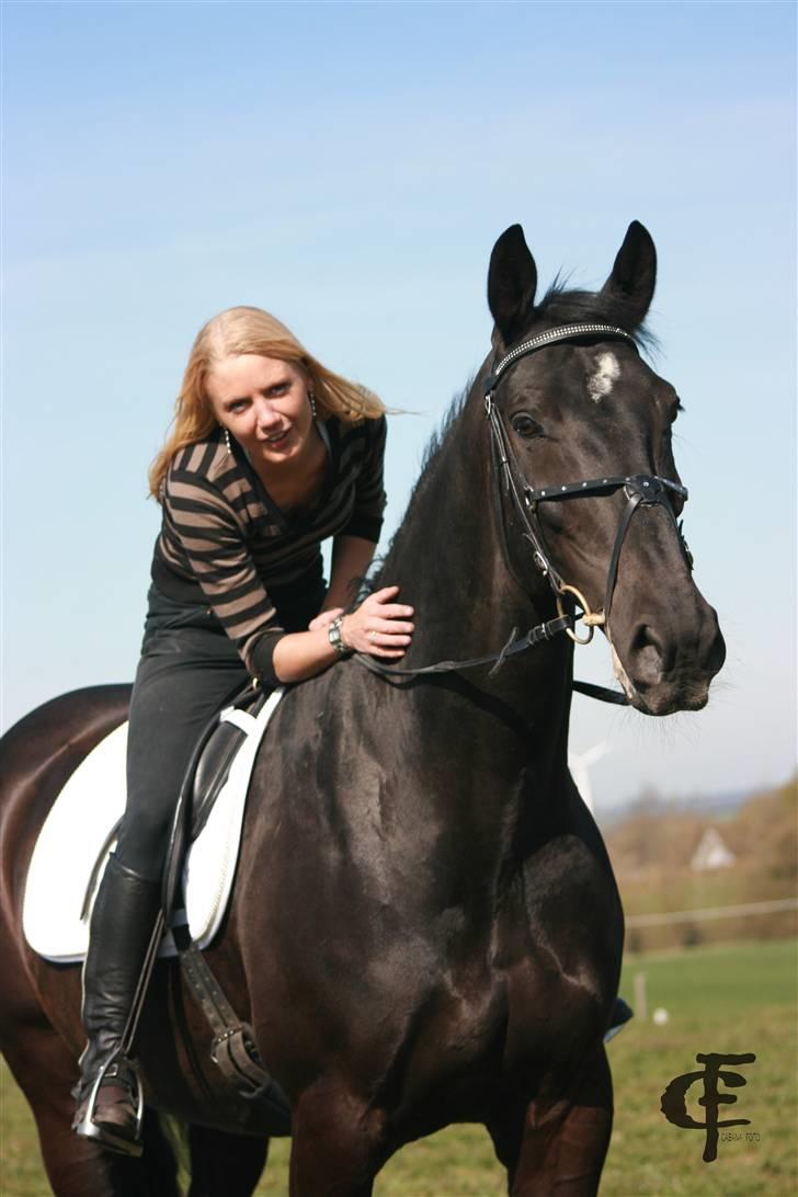 Dansk Varmblod Cæsar billede 6