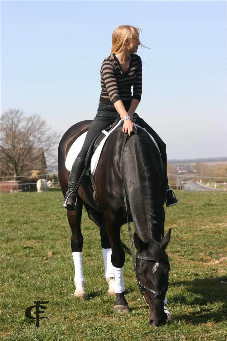 Dansk Varmblod Cæsar billede 7