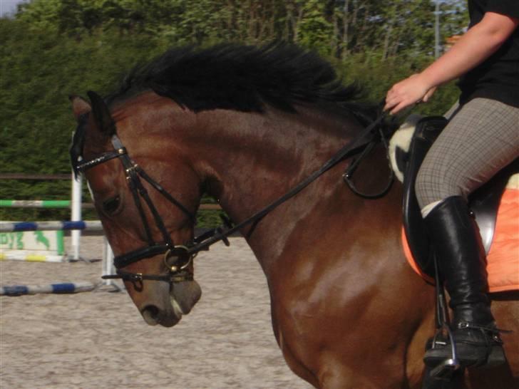 Dansk Varmblod Fairy tale SOLGT :( - fairy tale ,, min dejlige hest <3 :) billede 1