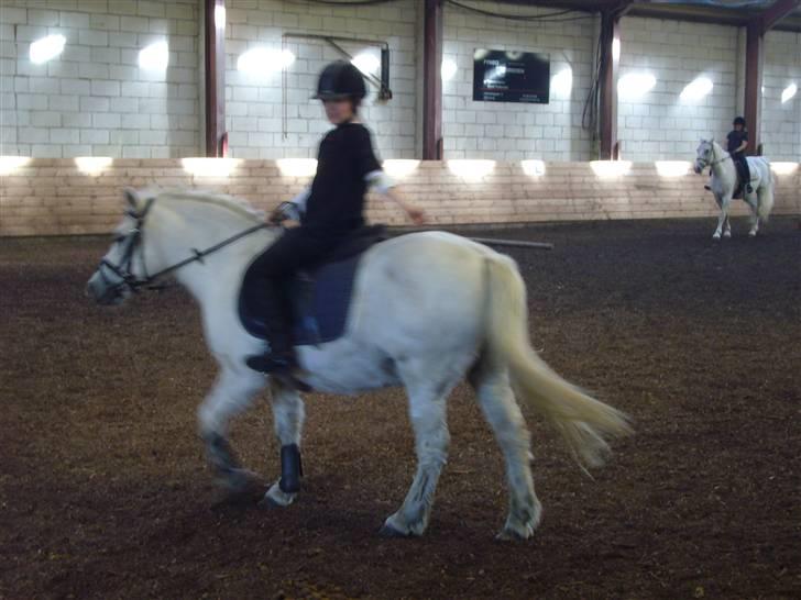 Anden særlig race casper - til stævner med casper  billede 4