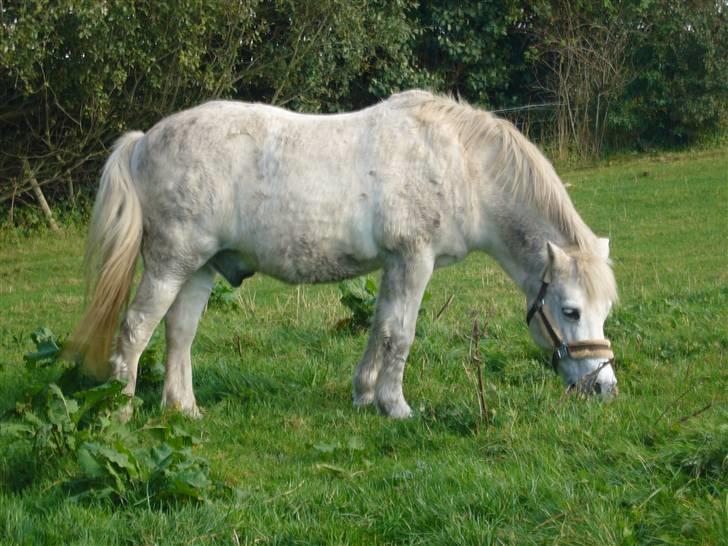 Anden særlig race casper - casper på fold billede 6