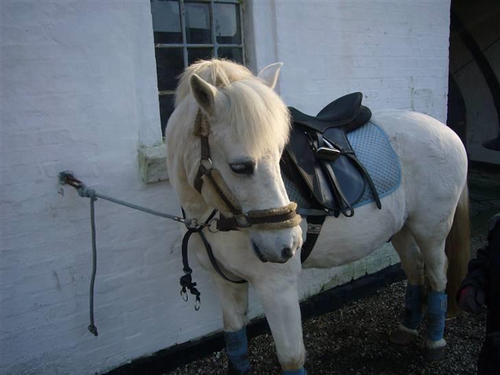 Anden særlig race casper - hvad sker der !!! billede 7