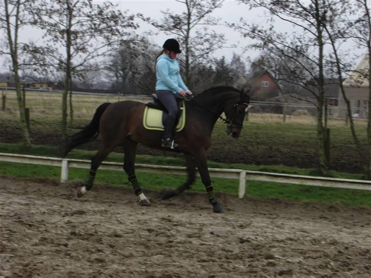 Dansk Varmblod Fairy tale SOLGT :( billede 2