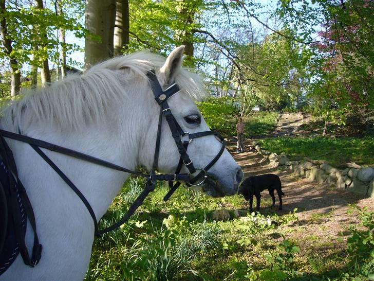 Anden særlig race casper billede 9
