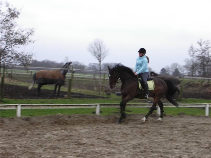 Dansk Varmblod Fairy tale SOLGT :( billede 3