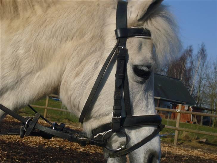 Anden særlig race casper billede 12