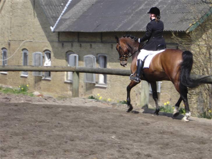 Dansk Varmblod Fairy tale SOLGT :( billede 4