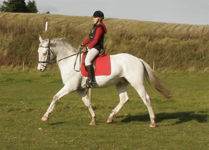 Knabstrupper Flying Alcatraz *solgt* - Træning den 25-10-08 foto: min søs billede 8