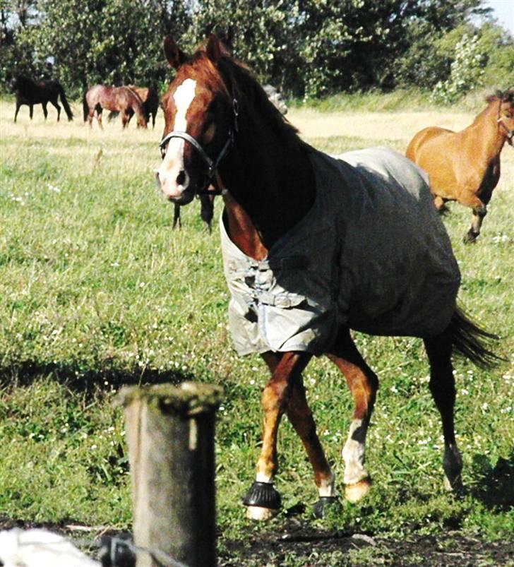 Sportsaraber (A) min smukke Joy  pynter på himmelen nu - Joy - 2. dag på FU. billede 3