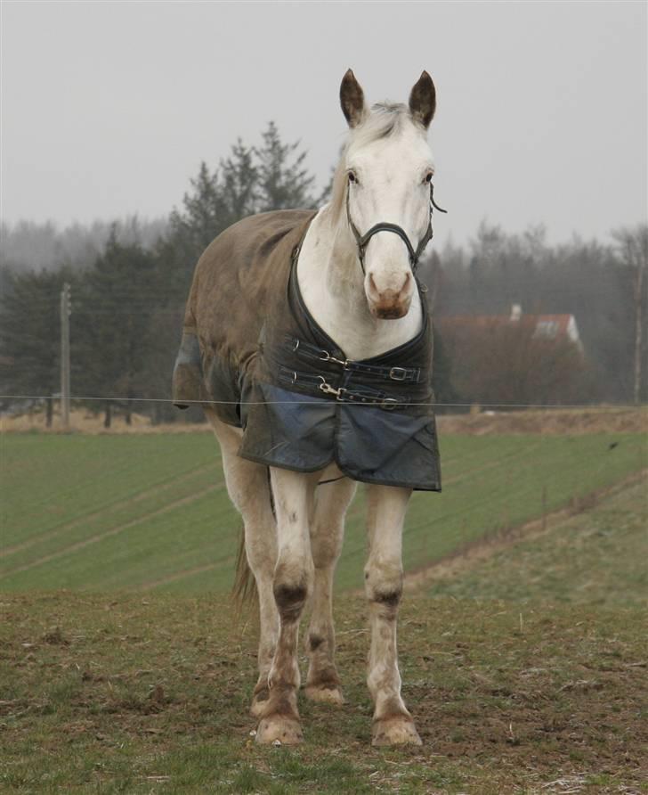 Knabstrupper Flying Alcatraz *solgt* - 30-12-08 foto: mig billede 9