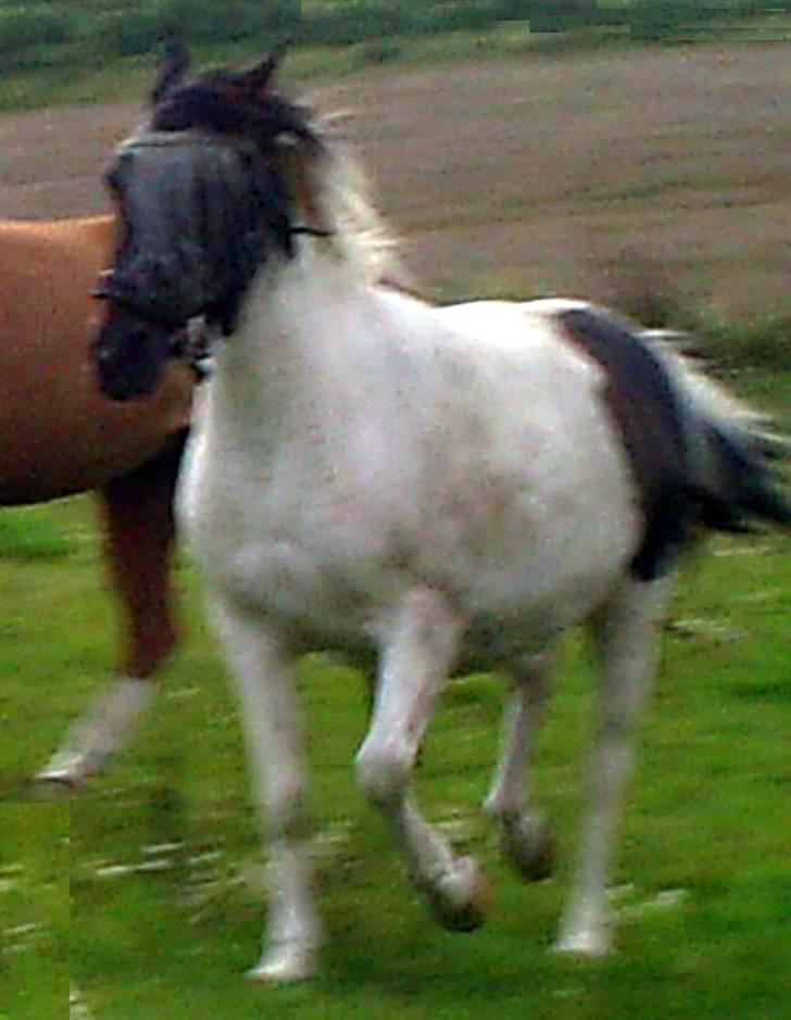 Pinto Puk *Solgt* - Puk i trav:) Foto: mig billede 12