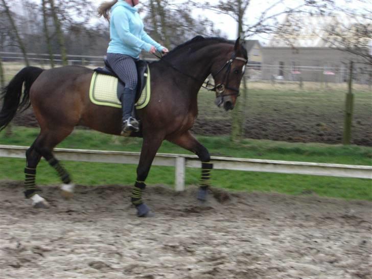 Dansk Varmblod Fairy tale SOLGT :( billede 5