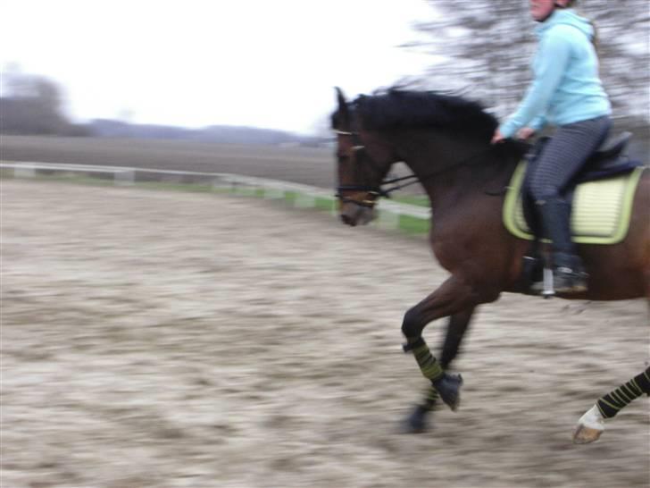 Dansk Varmblod Fairy tale SOLGT :( - røven i sædet pernille :) billede 6