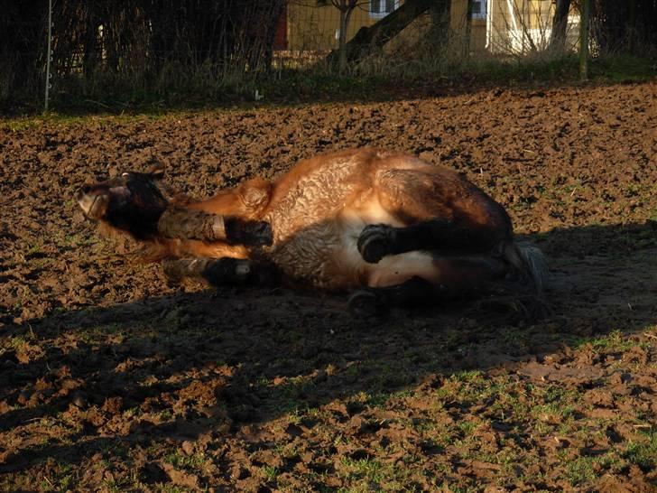 Anden særlig race Klavs *DØD D. 30/-08* RIP billede 6