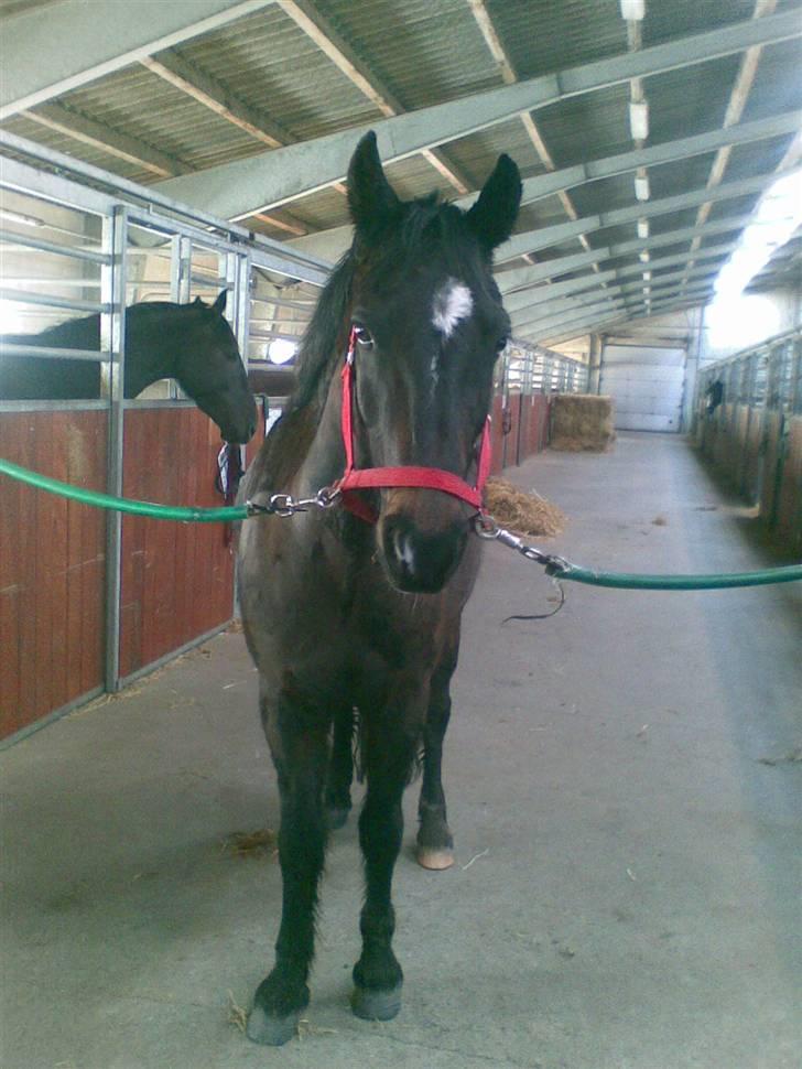 Connemara Benn. - 1# Velkommen til Benn´s  profil.. billede 1