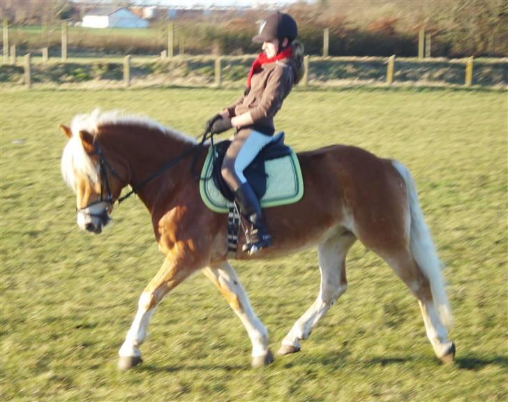 Haflinger Madsinie Stardust - dressur træning d.12/2-09 (FOTO: "mester fotografen" Matilde) billede 1