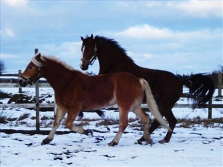 Haflinger Madsinie Stardust - Madsinie og Lions ** best frinds** 14/2-09 billede 2