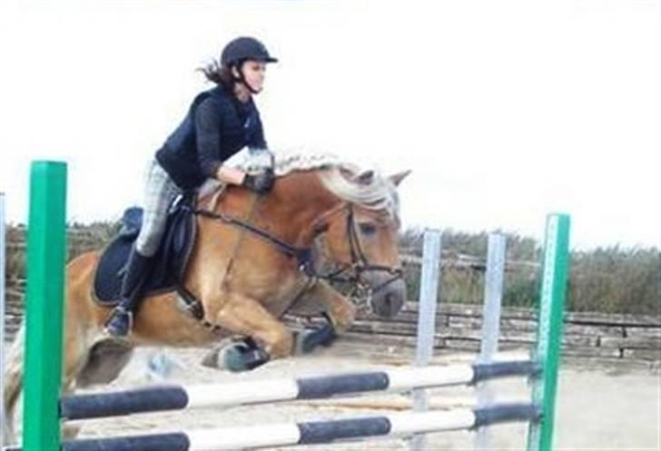 Haflinger Madsinie Stardust - spring træning 1 meter i bane. lørdag d. 12/09-09 (foto:søde rasmus xD billede 7