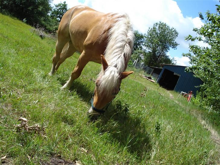 Haflinger Madsinie Stardust - hjemme på folden 2008 billede 3