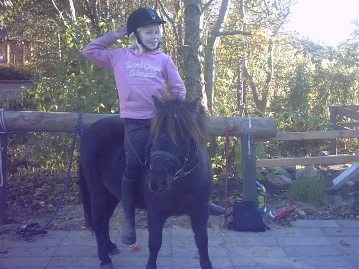 Shetlænder Speedy billede 3
