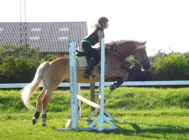 Haflinger Madsinie Stardust - undervisning hos jacob d. 5/8-09 der havde han ikke sprunget i 3 mdr :)(fotto: minni mette<3 billede 4