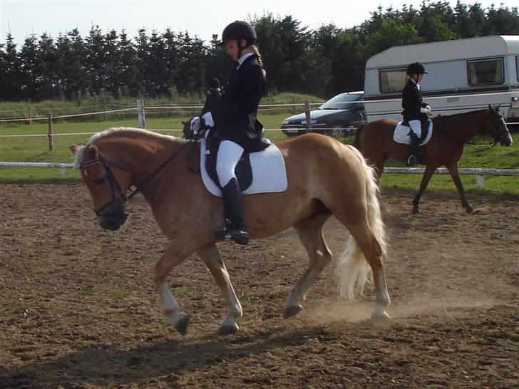 Haflinger Madsinie Stardust - opvarmning LC2 i VORK d. 2/8-09 D-stævne 63,64% (første LC2. mega stolt) billede 5