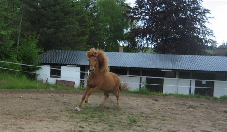 Islænder Rós fra Sauðanesi - Rós fra Sauðanesi  <3 billede 1