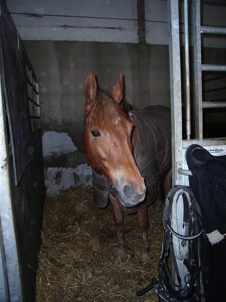 Anden særlig race Diamond [R.I.P] - Musse i sin boks på augr. <3 billede 20