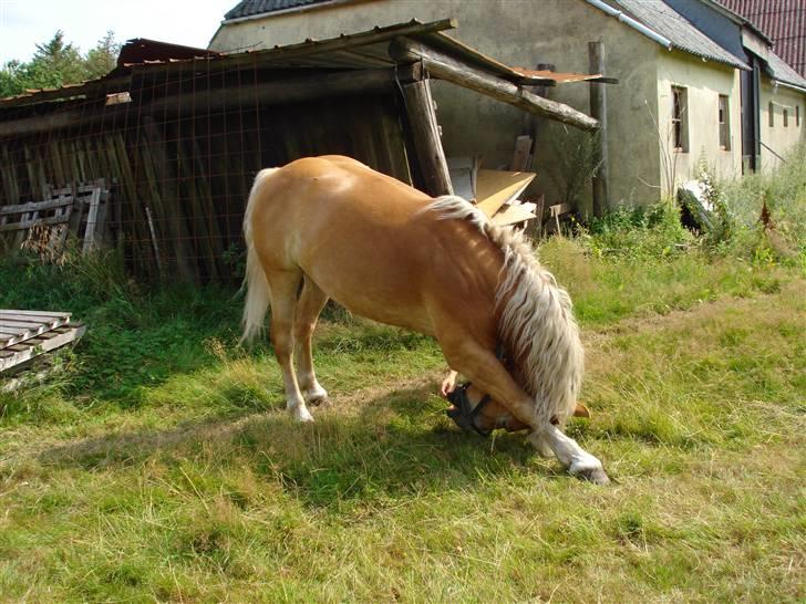 Haflinger Madsinie Stardust - sommer 2008 billede 8