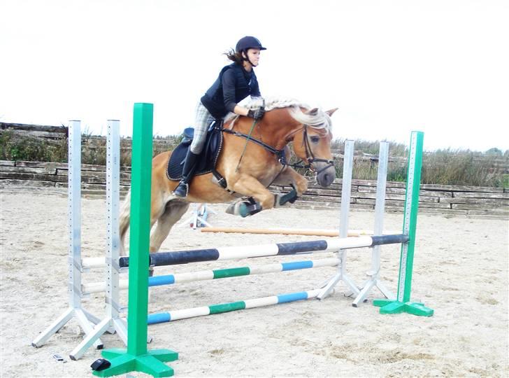 Haflinger Madsinie Stardust - spring træning 1 meter i bane. lørdag d. 12/09-09 (foto:søde rasmus xD billede 12