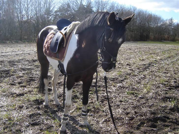 Pinto Quick Step R.i.P - 6# Den lækre i longen foto henriette billede 6