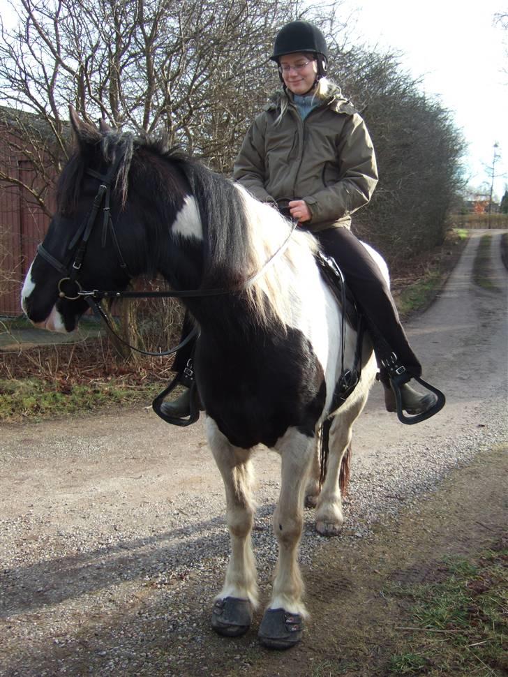 Irish Cob Crossbreed Nordlunds MayDay - Første gang jeg sad på hende.. En mærkelig følelse, tænk at hun var min lille baby :´) billede 16