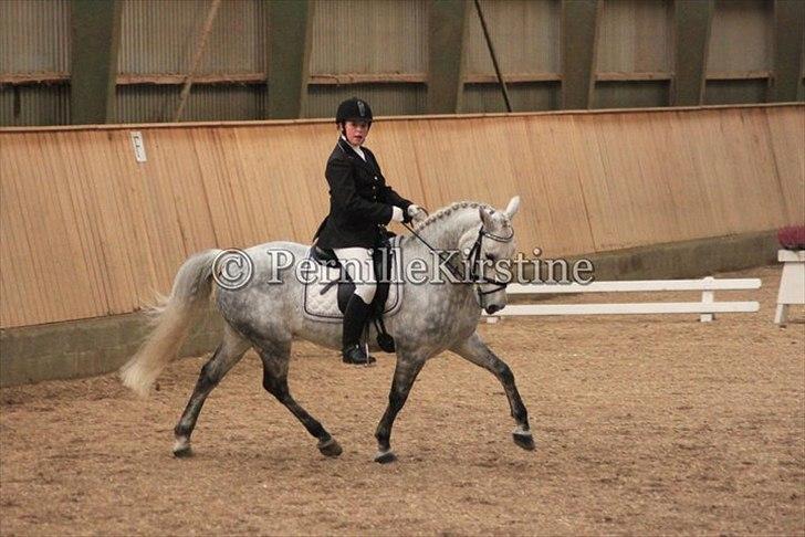 Irsk Sportspony Twister R.I.P - c-stævne i skåde. Vandt med 68,6% <3 billede 15