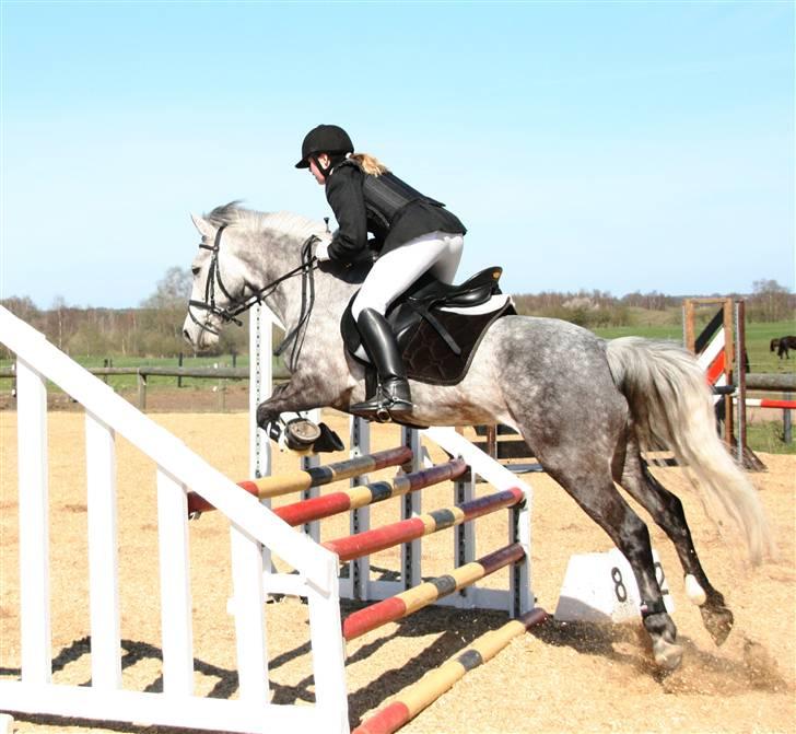 Irsk Sportspony Twister R.I.P - Twister i Kongsvad hvor vi fik en 2. plads i LB (: billede 16