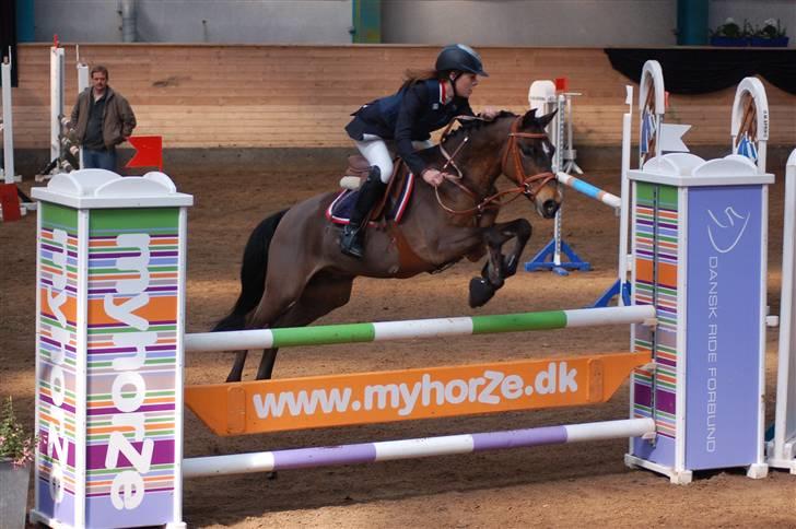 Hollandsk Sportspony Sheik  (SOLGT) - Sønderborg landsstævne 2008 billede 15