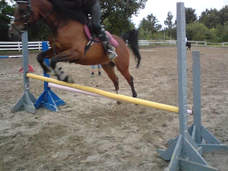 Arabisk fuldblod (OX) Pepito OX Gl. part - Jump! billede 7